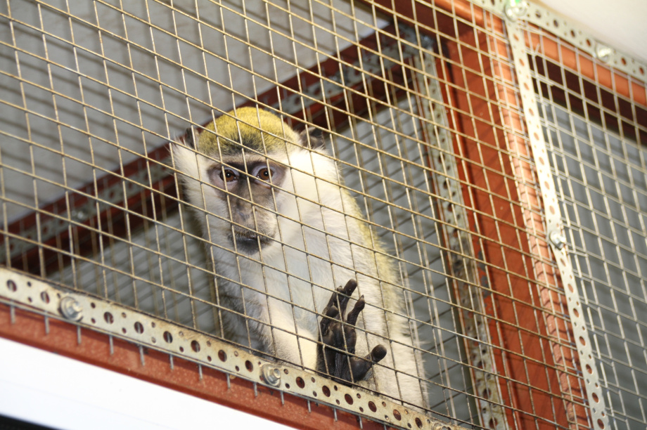 Крокодилы, орланы и пауки-птицееды: Елизовскому зоопарку исполнилось 43 года. Фото: администрация Елизовского района (архив). Фотография 6