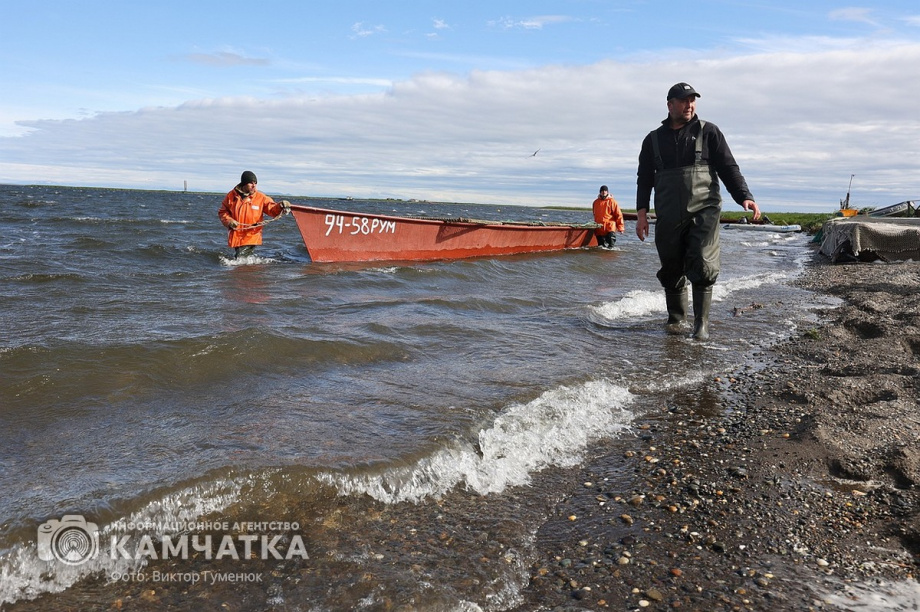 Лососевая путина начинается в Олюторском и Карагинском районах. Первый невод рыбаки забросят 15 июня. Фото: ИА «Камчатка» \ Виктор Гуменюк
