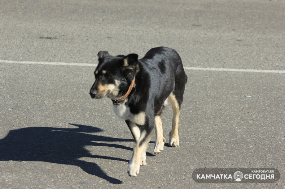 В Вилючинске пройдёт рейд по отлову бездомных собак. Фото: Олеся Сурина / информационное агентство "Камчатка". Фотография 1