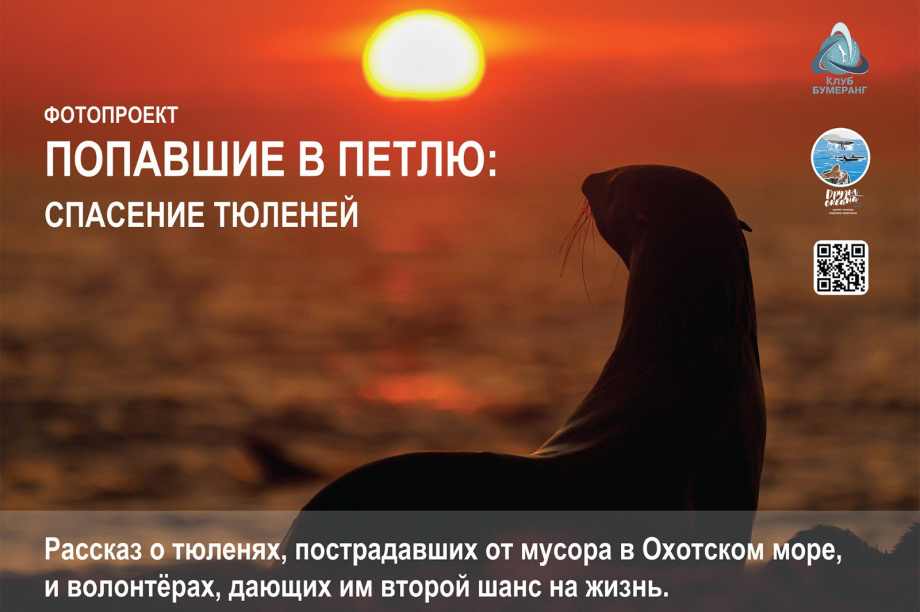 «Попавшие в петлю»: фотовыставка о спасении тюленей открылась на Камчатке. Фото: Кроноцкий заповедник. Фотография 3