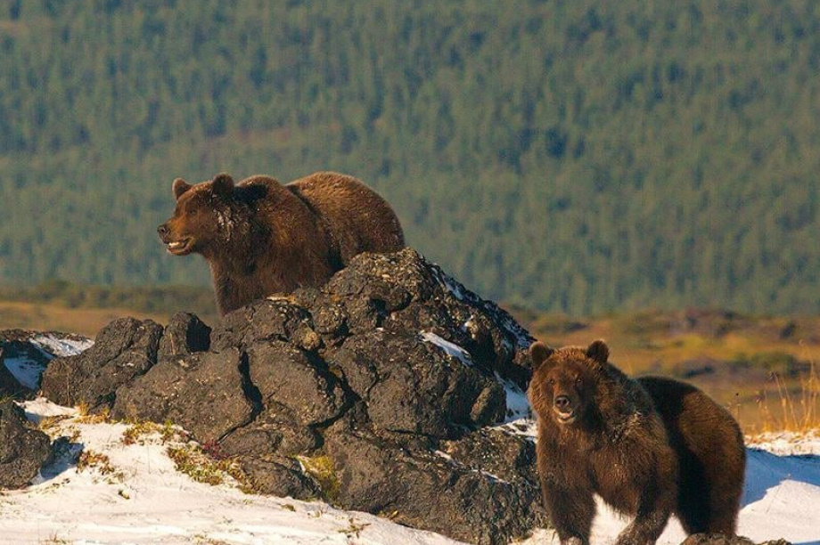 Посетителей Налычево на Камчатке предупреждают о разгуливающих медведях. Фото: телеграм-канал сети природных парков «Вулканы Камчатки»