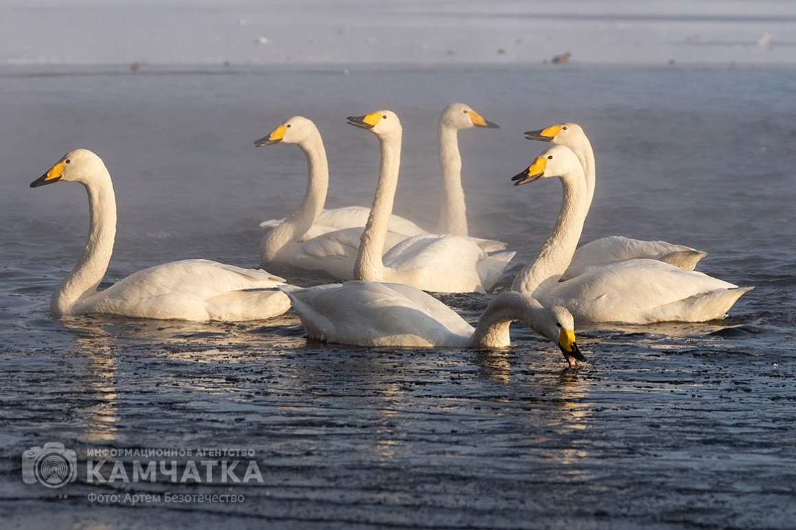 Зимовка лебедей на Камчатке. Фоторепортаж. фото: Артем Безотечество. Фотография 4