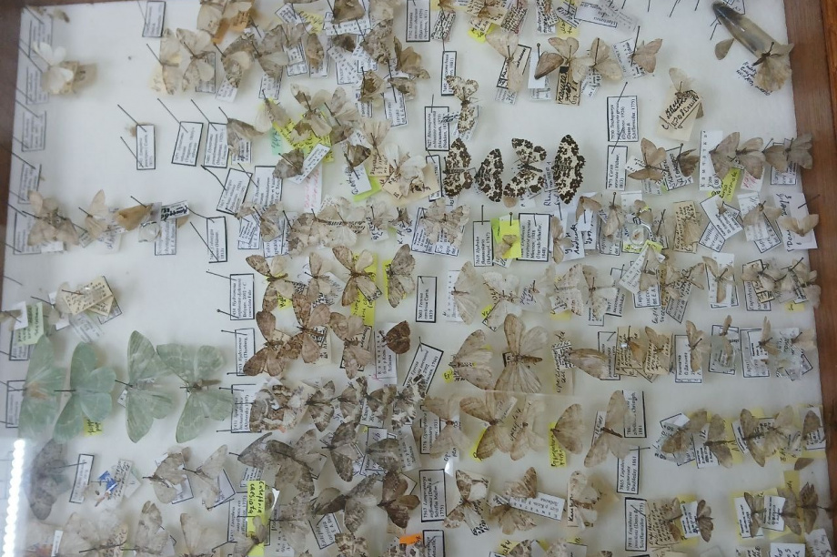 Научные исследования заповедников «Кроноцкий» и «Заповедная Мордовия»: сотрудничество на благо природы. Фото: пресс-служба «Кроноцкий государственный заповедник». Фотография 5