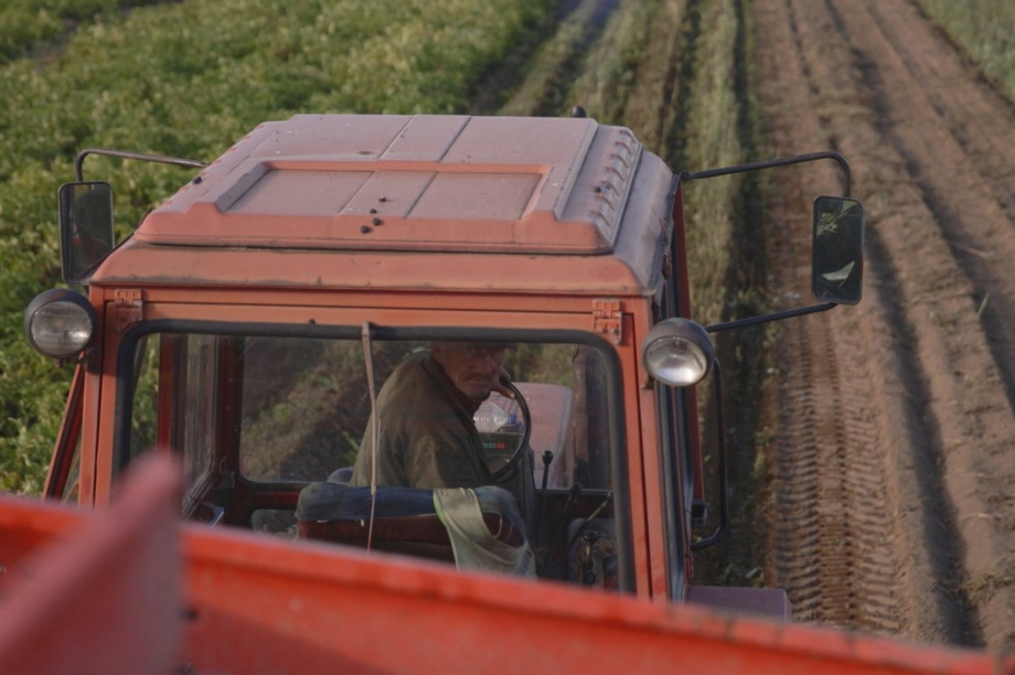 Агропромышленники Камчатки начали пробный сбор урожая картофеля. Фото: kamgov.ru. Фотография 1