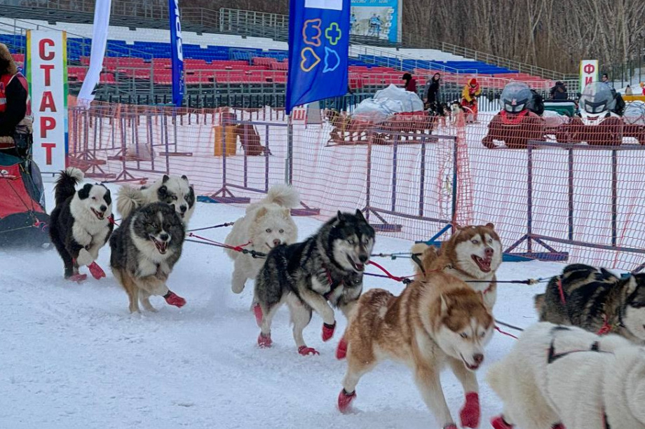 Гонка «Берингия.Авача-2025» стартовала. Впереди 300 километров пути. Фото организаторов. Фотография 1