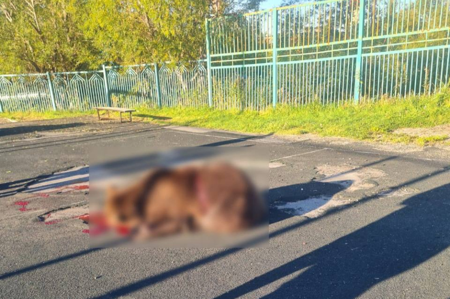 Женщина скончалась от травм, нанесенных медведем в Петропавловске-Камчатском. Фото: соцсети