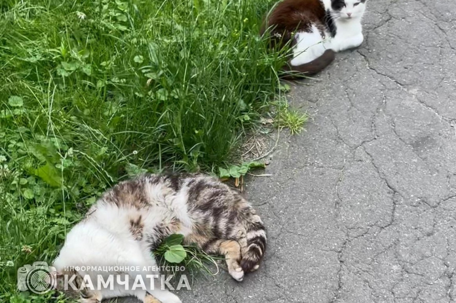 Двое жителей Усть-Хайрюзова получили срок за убийство трех домашних котов. фото: ИА "Камчатка"