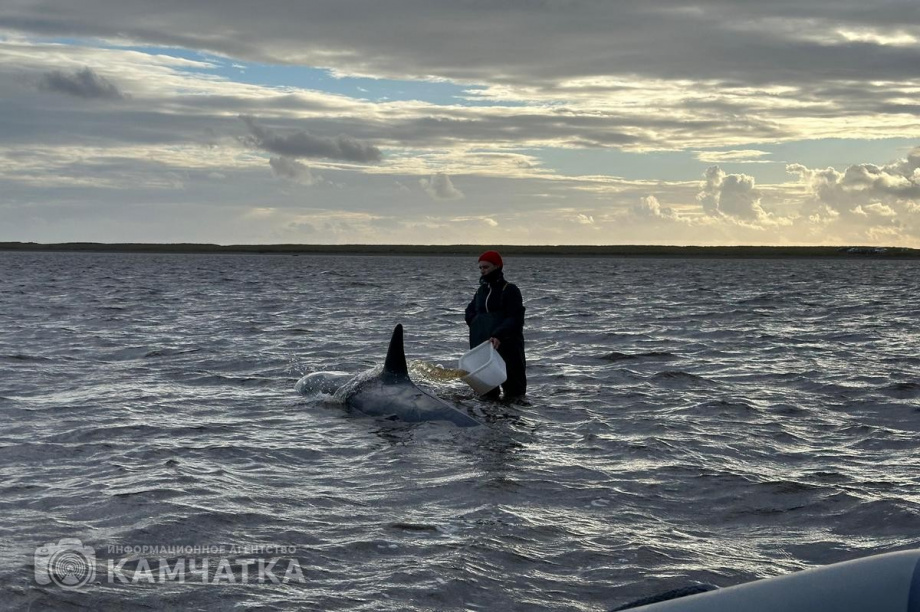 Сегодня на Камчатке продолжится операция по спасению косаток у села Устьевого. Фото: Витязь-Авто. Фотография 2
