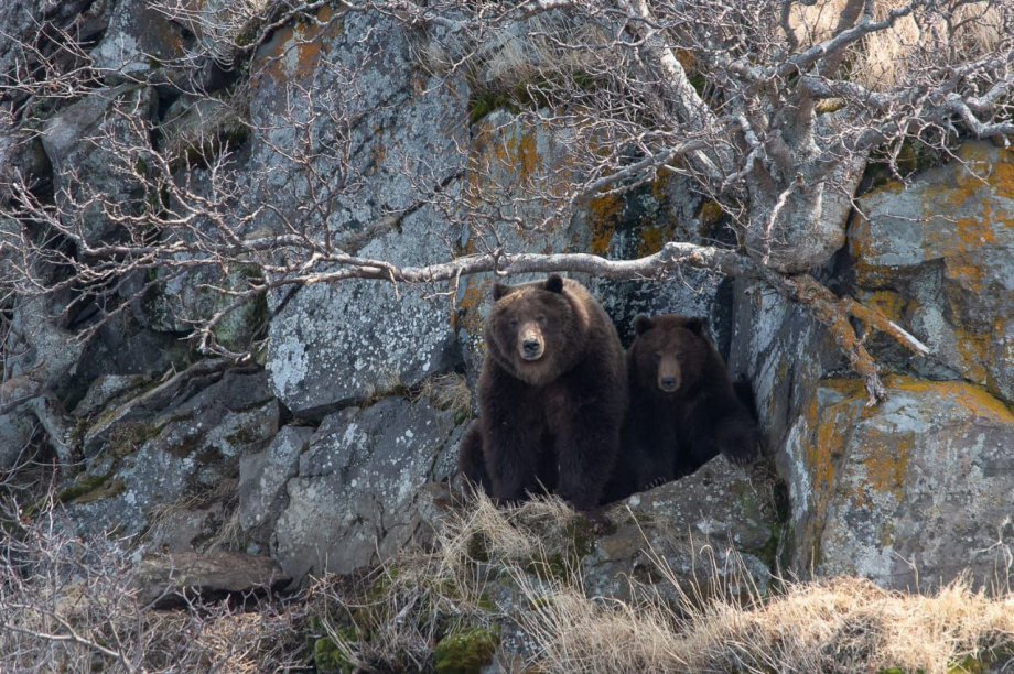 Медвежья семья наблюдала за камчатскими госинспекторами. Фото: ФГБУ "Кроноцкий государственный заповедник". Фотография 4