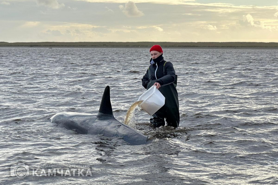 Сегодня на Камчатке продолжится операция по спасению косаток у села Устьевого. Фото: Витязь-Авто. Фотография 3