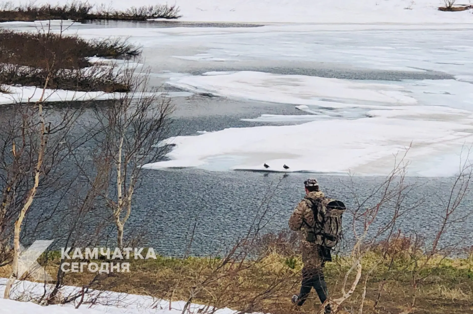 На Камчатке с 11 апреля открывается весенний сезон охоты на медведя и водоплавающую дичь. Фото: ИА "Камчатка"