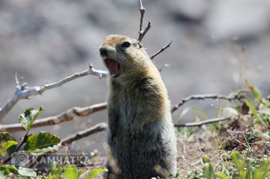 День вулкана в объективе камчатского фотографа Виктора Гуменюка. Фото: Виктор Гуменюк. Фотография 58
