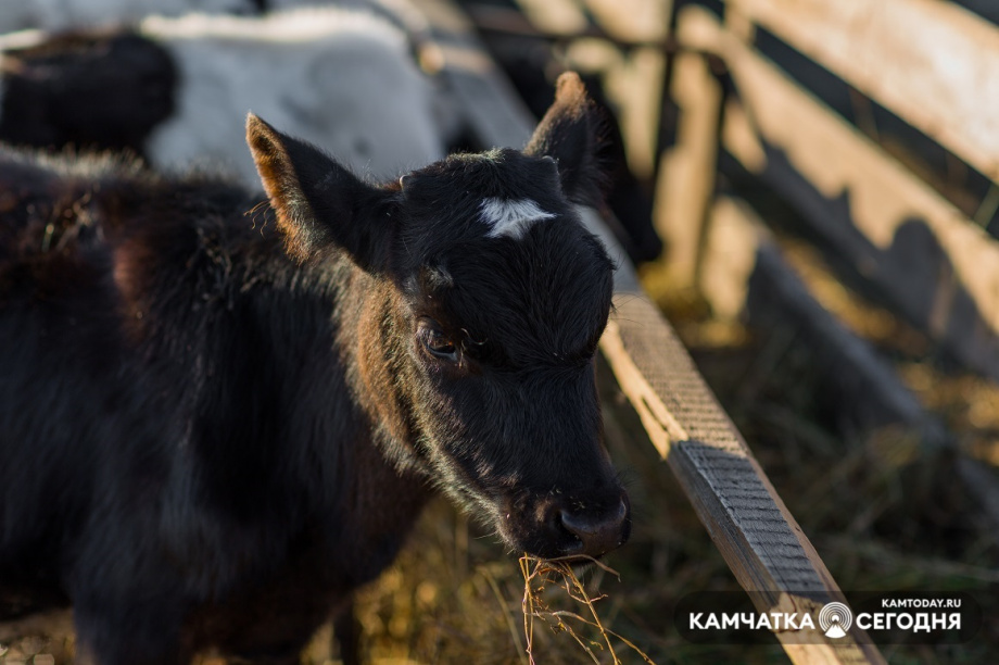 Новая ферма появится в селе Эссо на Камчатке. Фото: архив ИА «Камчатка»