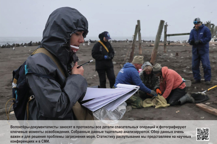 «Попавшие в петлю»: фотовыставка о спасении тюленей открылась на Камчатке. Фото: Кроноцкий заповедник. Фотография 5
