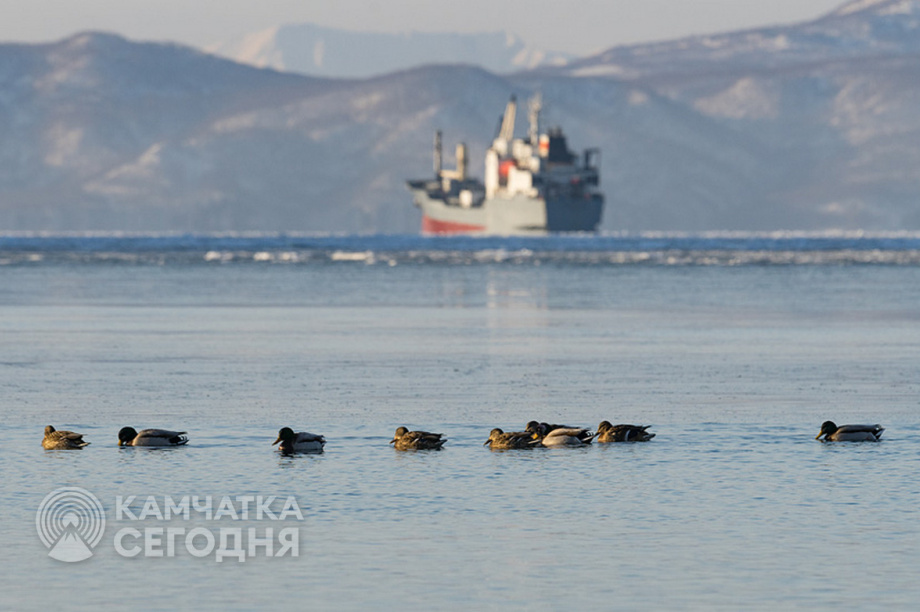 Камчатка продолжает работу по очистке Авачинской бухты. Фото ИА «Камчатка»