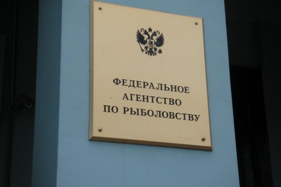 Уровень самообеспечения рыбной продукцией в России превысил 120 %. ИА «Камчатка» / Кирилл Маренин