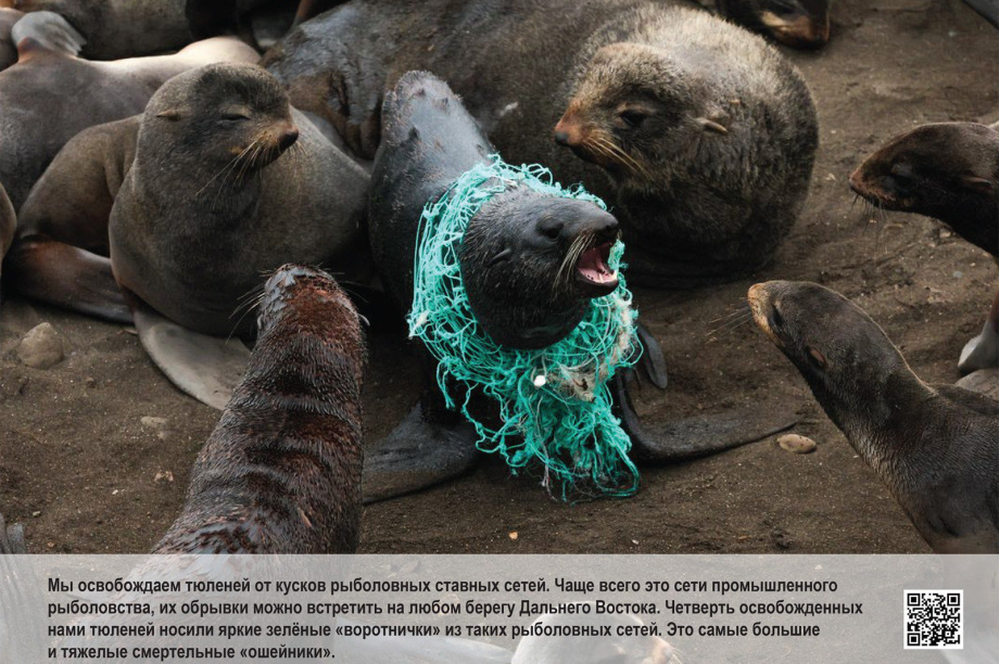 «Попавшие в петлю»: фотовыставка о спасении тюленей открылась на Камчатке. Фото: Кроноцкий заповедник. Фотография 1