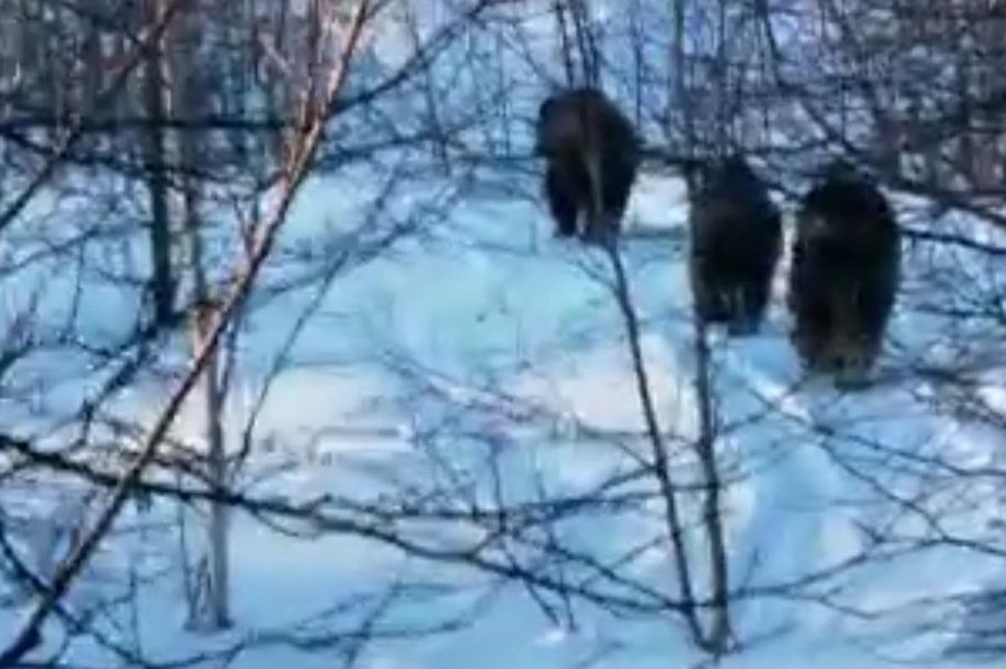 Семейство медведей бродит в районах Пятой стройки и новой трассы на Камчатке . Фото: соцсети. Фотография 3