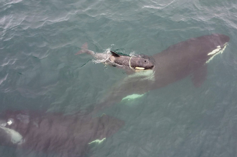 Операция по спасению косатки Фродо от пластиковой удавки приостановлена на Камчатке . Фото: Татьяна Ивкович, с сайта группы помощи морским животным «Друзья океана». Фотография 1
