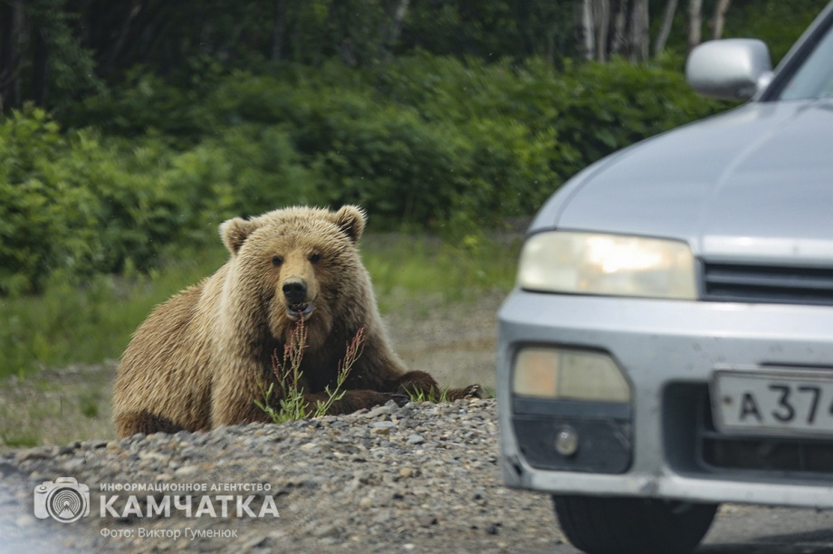 Жители камчатских лесов и сопок. Фотоподборка. фото: Виктор Гуменюк. Фотография 2