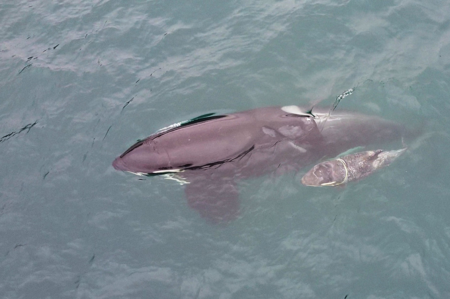 Операция по спасению косатки Фродо от пластиковой удавки приостановлена на Камчатке . Фото: Татьяна Ивкович, с сайта группы помощи морским животным «Друзья океана». Фотография 2