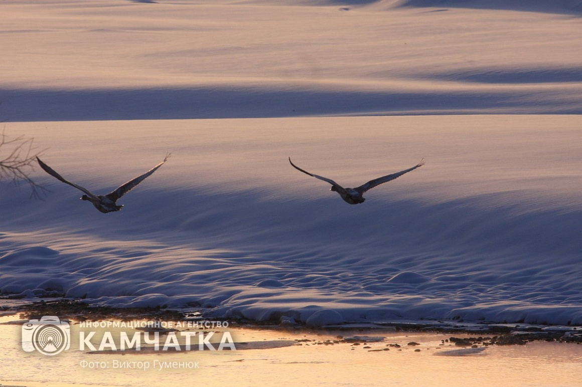 Лебеди на Камчатке. Фотоподборка. фото: Виктор Гуменюк. Фотография 6