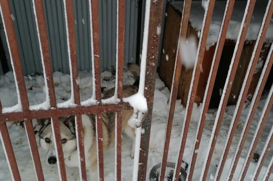 Неравнодушные жители Камчатки спасают питомцев из снежного плена. Фото: ИА "Камчатка". Фотография 4