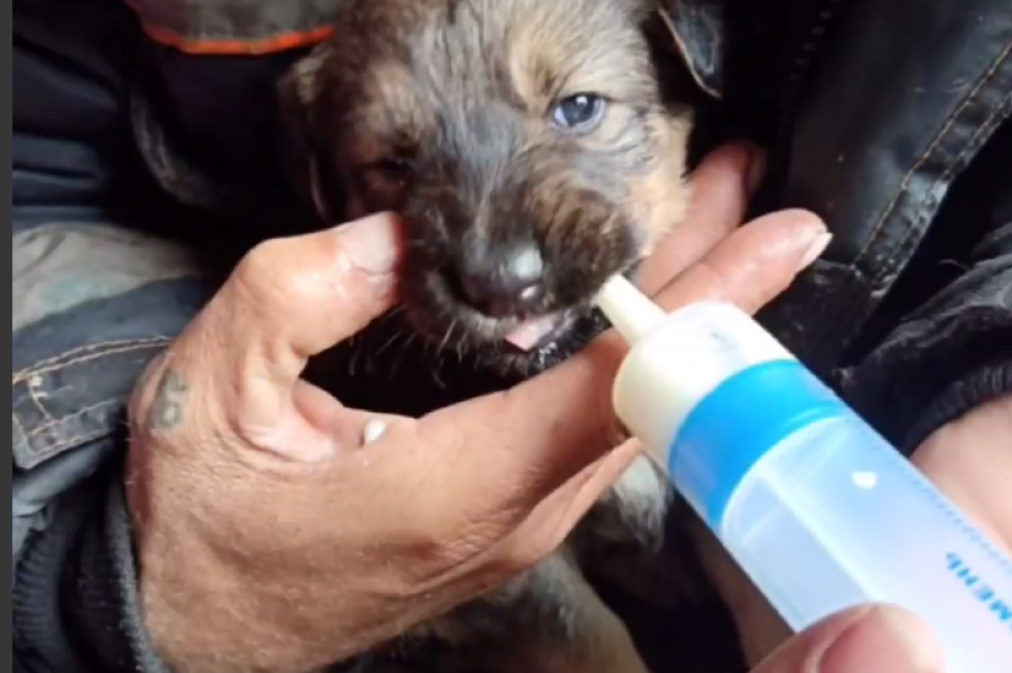 Камчатскому приюту подбросили коробку с домашними щенками. Скрин с видео приюта "Под крылом Кутха". Фотография 1