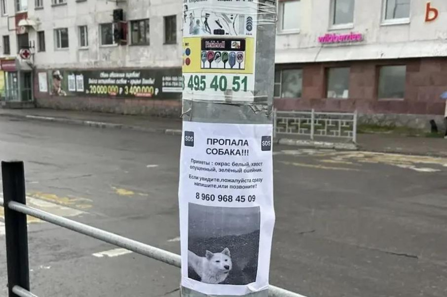 Глава Вилючинска попросил горожан помочь в поисках пропавшей собаки. 