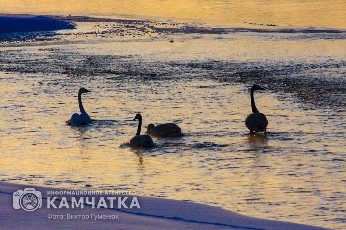 Лебеди на Камчатке. Фотоподборка. фото: Виктор Гуменюк. Фотография 12
