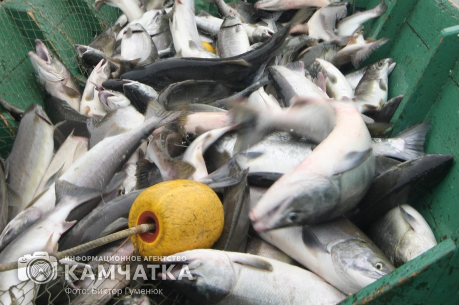 Трое жителей Камчатки получили срок за незаконный лов тихоокеанского лосося. фото: Виктор Гуменюк