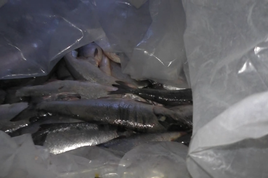 Камчатский рыбзавод попался на переработке браконьерского лосося. Фото: ПУ ФСБ России по восточному арктическому району. Фотография 1