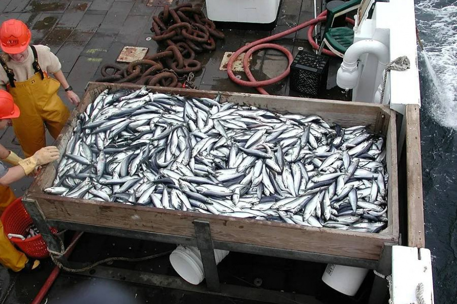 Камчатские рыбаки отправились на добычу селедки и минтая. Фото: Росрыболовство