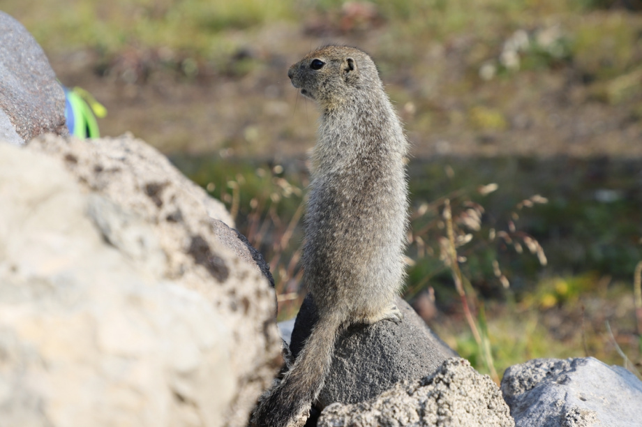 Спортивный День вулкана. Фото: Виктор Гуменюк. Фотография 86