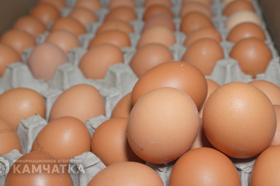 К ноябрю куры из «Пионерского» на Камчатке принесут порядка 6 млн штук яиц. Фото: ИА "Камчатка"