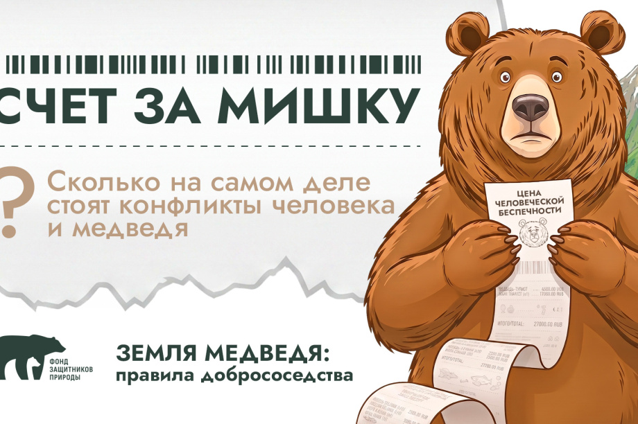 Счёт за медведя: сколько стоят конфликты человека и хищника на Камчатке. 
