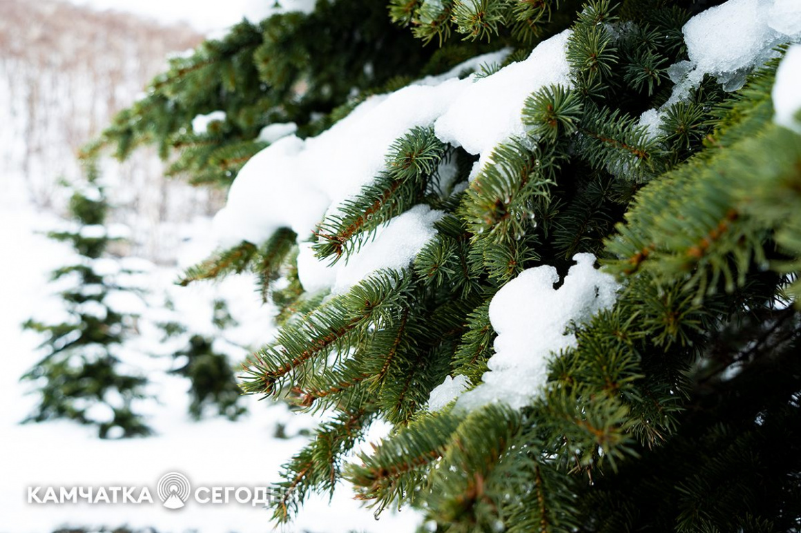 Первый майский снег на Камчатке. Фоторепотраж. фото: Артем Безотечество. Фотография 8