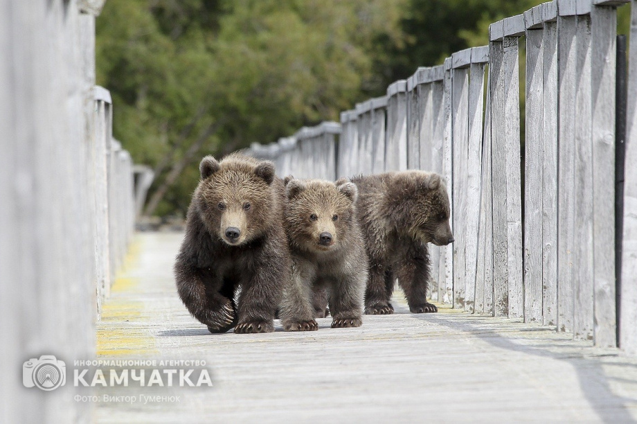 Всемирный день фотографии отмечает Камчатка. Фото: Виктор Гуменюк. Фотография 61