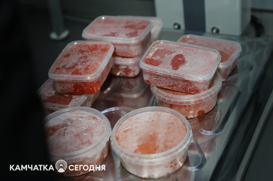 Эксперимент по ограничению провоза икры стартовал на Камчатке. Фоторепортаж. Фото: Виктор Гуменюк\ИА "Камчатка". Фотография 17
