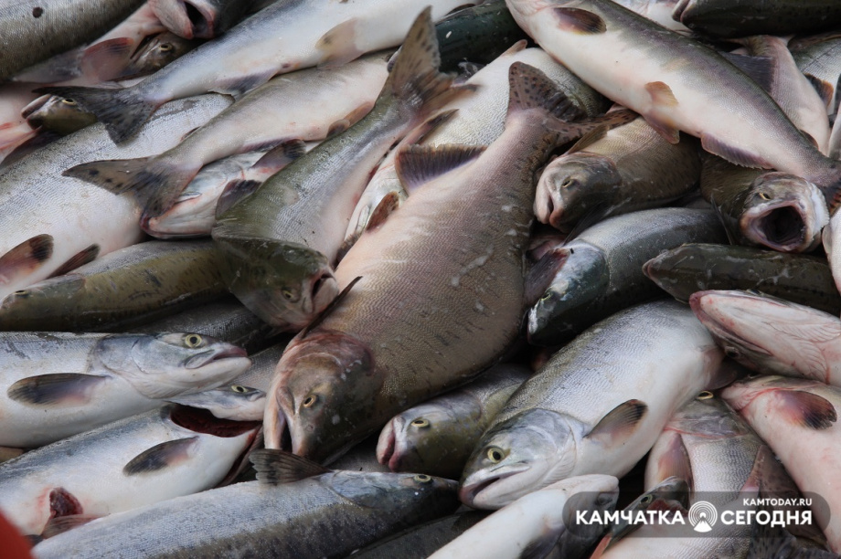Власти Камчатки и Сахалина сместили сроки промысла лосося . Фото: Виктор Гуменюк