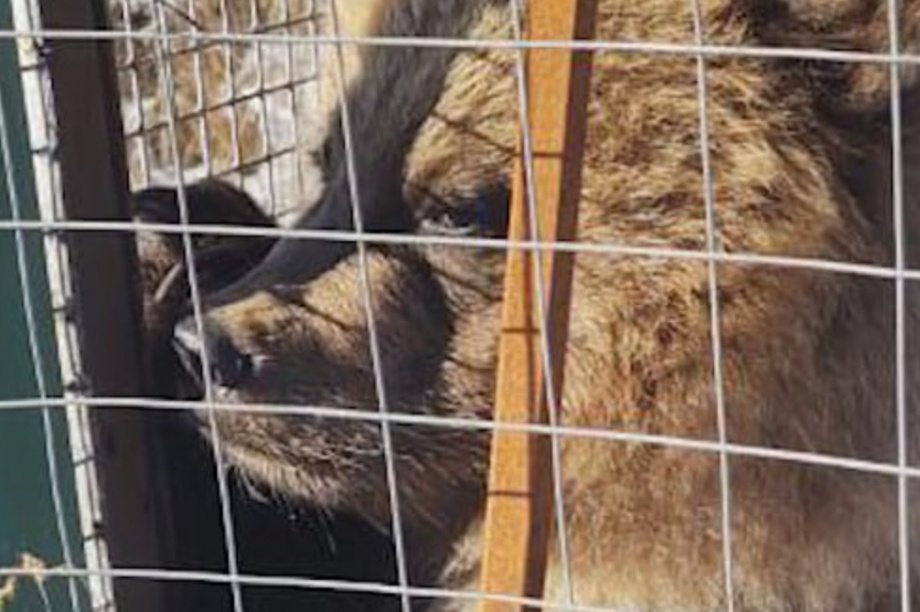 Спасли медвежонка: в течение недели малыш питался мясом своего погибшего от голода брата. Фото из соцсетей