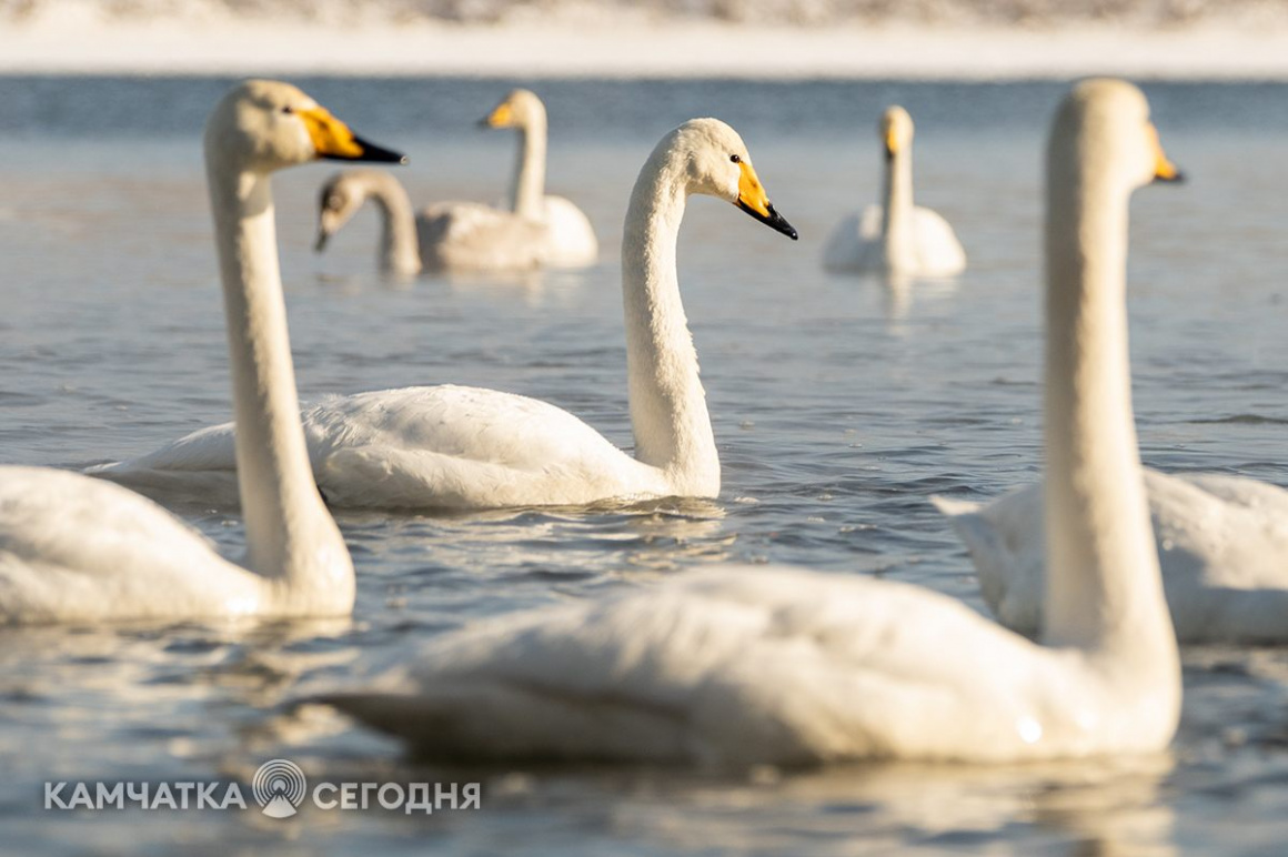 Лебеди-кликуны на Халактырском озере. Фоторепортаж . фото: Артем Безотечество. Фотография 6