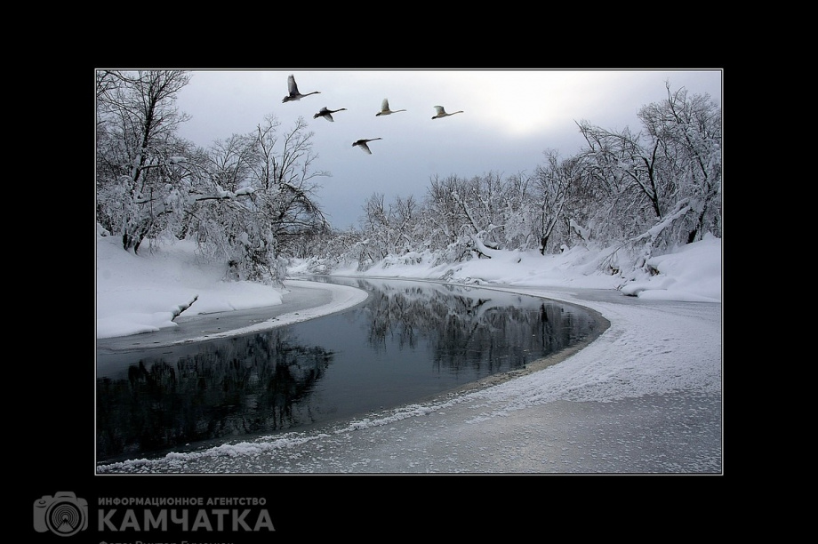Всемирный день фотографии отмечает Камчатка. Фото: Виктор Гуменюк. Фотография 64