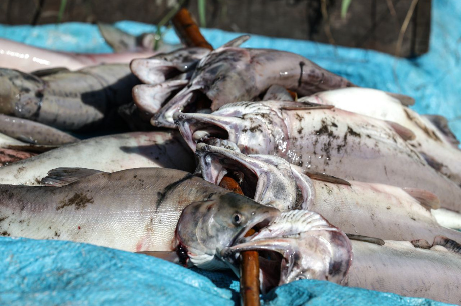Путешественник из Удомля отправляется в новую камчатскую экспедицию. Фото: t.me/Anatoly_Chernyavskiy. Фотография 4