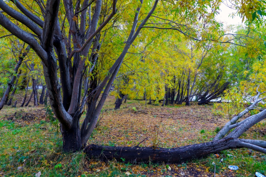 Петропавловск-Камчатский в октябре. Фоторепортаж. Фото: Виктор Гуменюк. Фотография 31