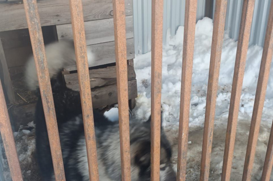 Приют для бездомных собак на Камчатке просит помощи. . Фотография 11