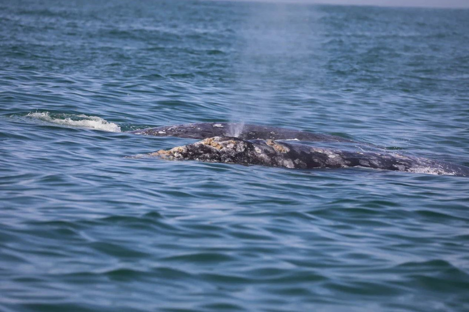 Ученые пересчитали серых китов у берегов Камчатки. Фото: Евгения Волкова . Фотография 2