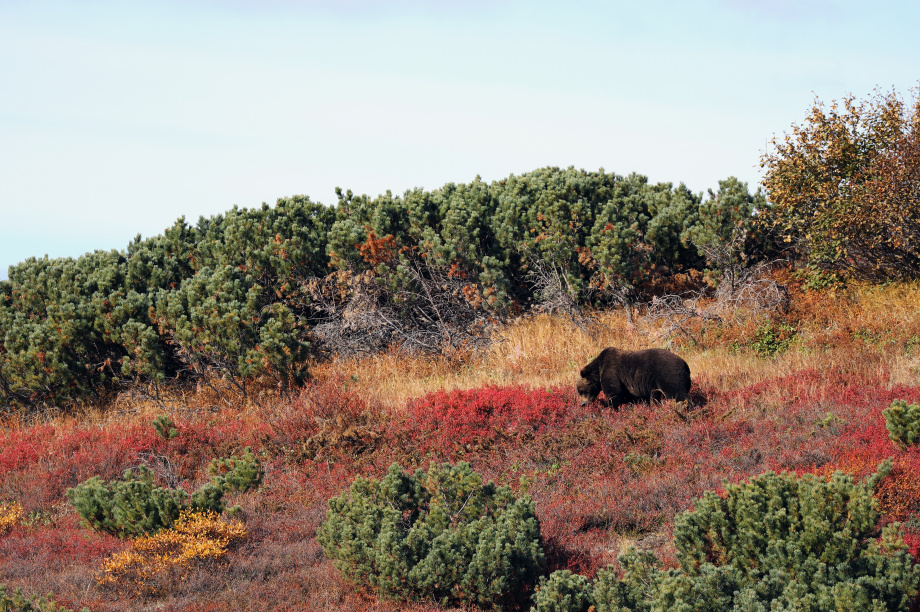 На Камчатке ученые искали оленей, а встретили лишь росомаху с медведями. Фото: Е.Волкова. Фотография 3