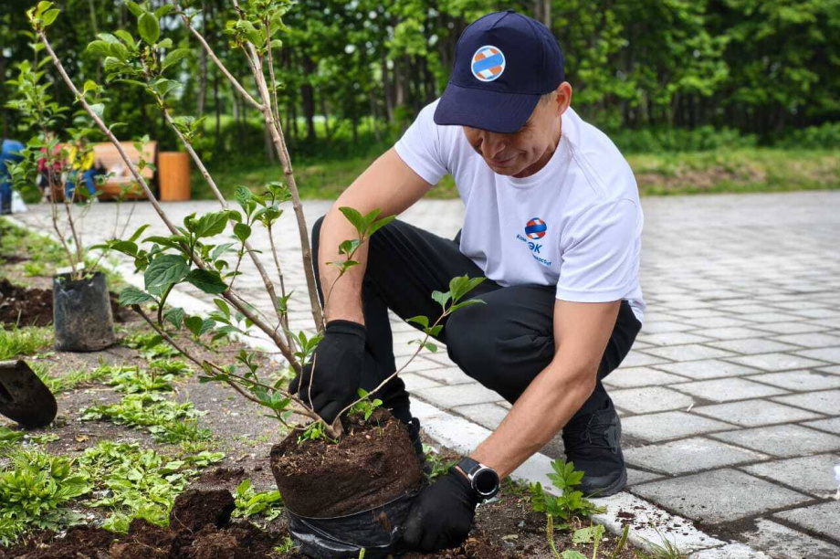 В столице Камчатки сирени от энергетиков украсили экопарк на Северо-Востоке . Фото: администрация Петропавловск-Камчатского городского округа