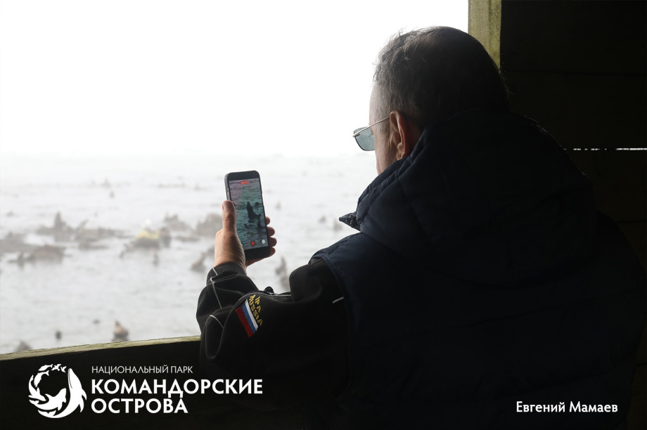 На Командорах гости помогли спасти трёх щенков морского котика из сетей. . Фотография 5